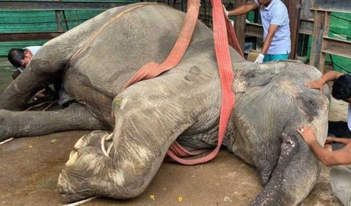 elephant-2608121614