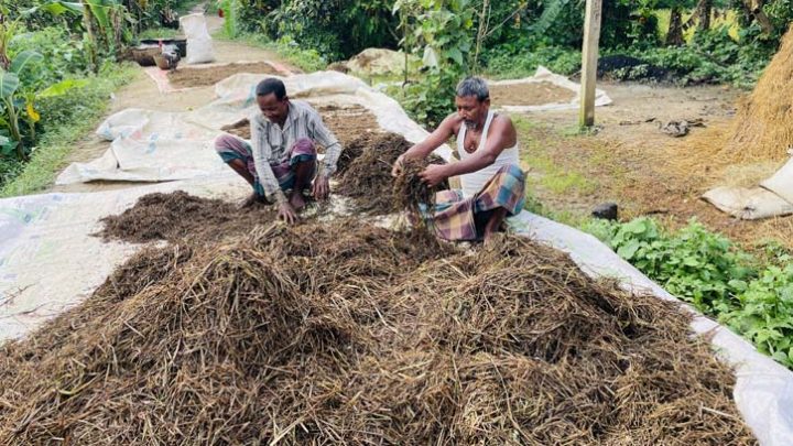 বোরো ধান হারিয়ে দিশেহারা হাওরের কৃষক, ঘরে নেই ঈদের আনন্দ