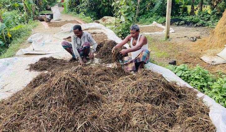 Boro-Rice-Moulvibazar-2605250913