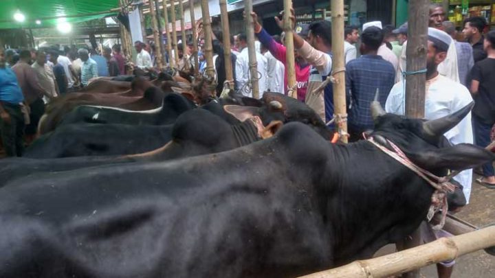 মৌলভীবাজারে গভীর রাত পর্যন্ত পশু বেচাকেনা