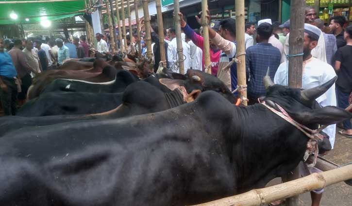 Cattle-Market-2605251224