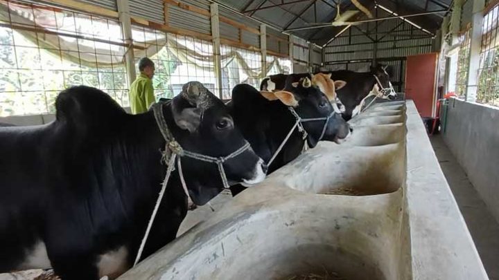 কিশোরগঞ্জে কোরবানির জন্য ২ লাখ পশু প্রস্তুত