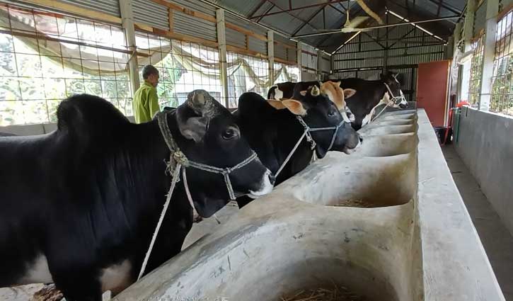 Eid-cow-2605131048