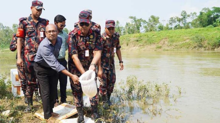 হবিগঞ্জে ২ কোটি টাকার চিংড়ির রেণু উদ্ধার, পরে নদীতে অবমুক্ত