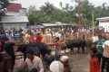 ঝালকাঠিতে দেশি গরুতে আগ্রহী ক্রেতা