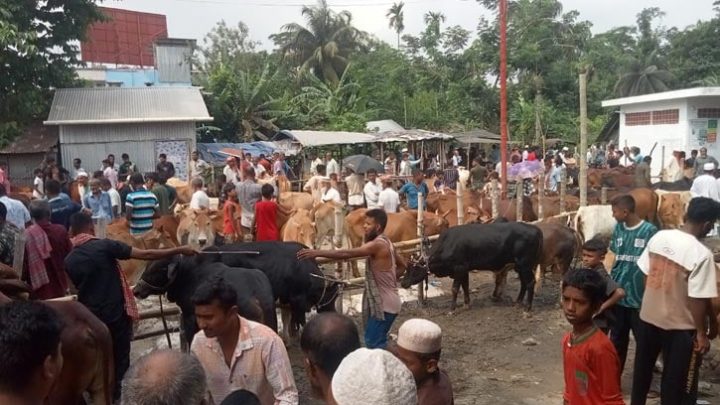ঝালকাঠিতে দেশি গরুতে আগ্রহী ক্রেতা