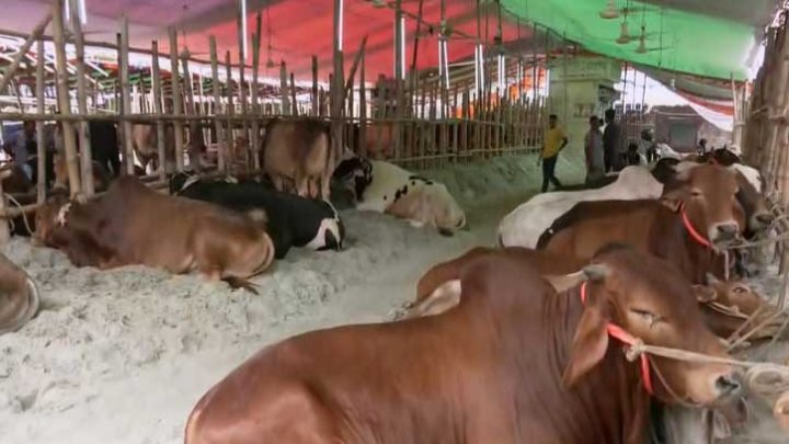 নতুন ঠিকানায় কাজলা পশুর হাট, ক্রেতা কম পশু বেশি
