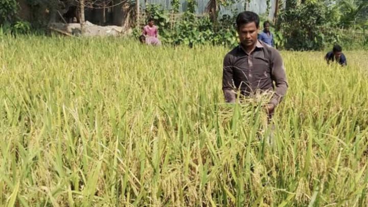 লালমনিরহাটে ‘ব্রি-১০৮’ জাতের ধান চাষে ঝুঁকছে কৃষক