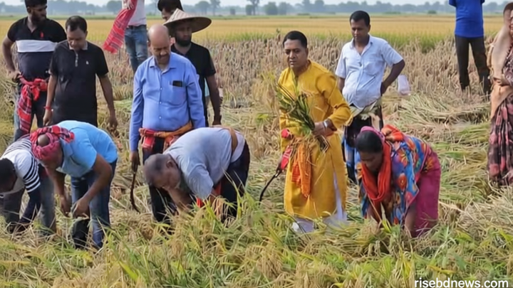 বিধবা নারীর ২ বিঘা জমির ধান কেটে দিলেন এমপি জিলানী
