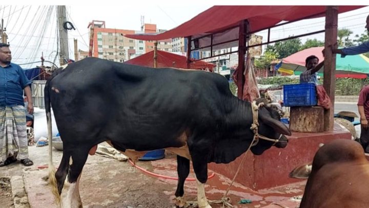 গাজীপুরে ডাকাতির পর ৮ গরু উদ্ধার, আটক ৪