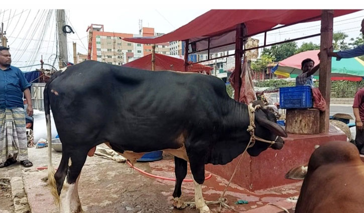 cow-2605181419