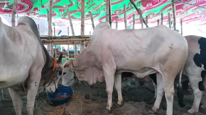 গাবতলী কাঁপাচ্ছে চার বন্ধুর ‘কেটুএন অ্যাগ্রো’র রাজকীয় গরু