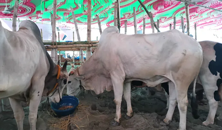 cow-2605230407