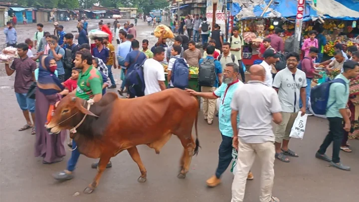 ছবিতে গাবতলী পশুর হাট