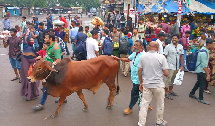 cowgabtalohaat26520266-2605261125