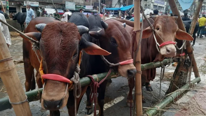 পোস্তগোলা হাটে জমজমাট বিক্রি, চাহিদায় মাঝারি গরু