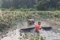 গোপালগঞ্জে ট্রাক খালে পড়ে ৪ গরুর মৃত্যু