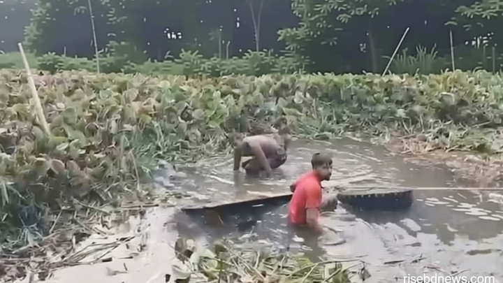 গোপালগঞ্জে ট্রাক খালে পড়ে ৪ গরুর মৃত্যু