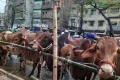 ধোলাইখাল হাটে ছোট ও মাঝারি গরুর চাহিদা, দামও বেশি