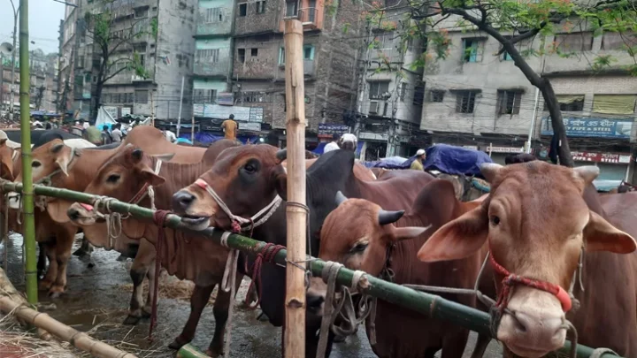 ধোলাইখাল হাটে ছোট ও মাঝারি গরুর চাহিদা, দামও বেশি