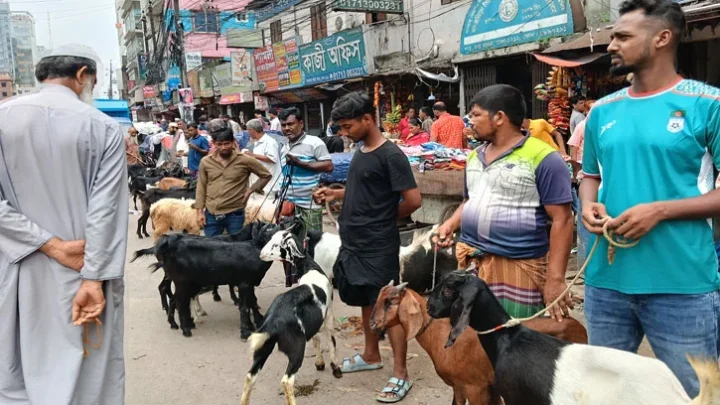 রাজধানীতে সড়কে ছাগলের হাট, বাড়ছে ভোগান্তি