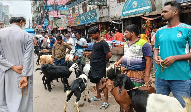 goat-2605260608