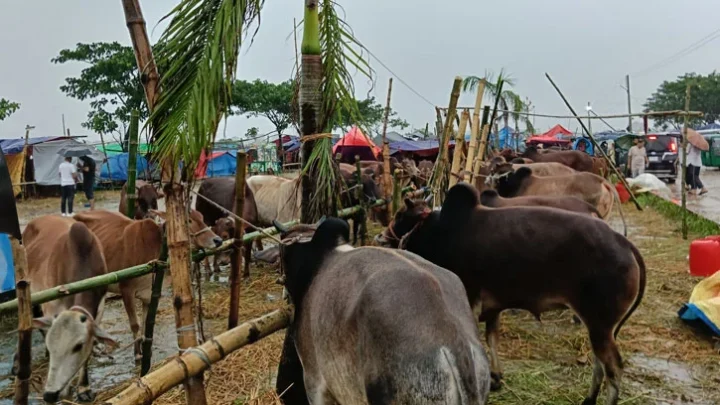 গরুর হাটে বৃষ্টির বাগড়া, ভোগান্তিতে ক্রেতা-বিক্রেতারা