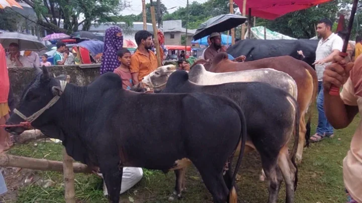 সুনামগঞ্জে ছোট-মাঝারি ষাঁড়ের দাম চড়া