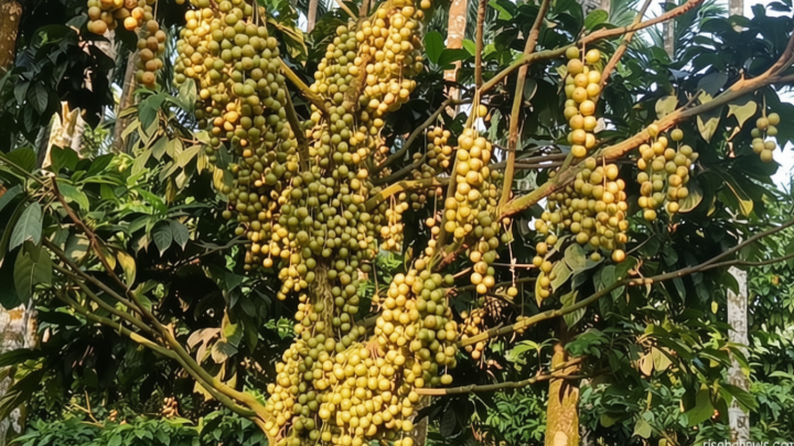 সুপারি বাগানে সাথি ফসল হিসেবে লটকন চাষ, বাম্পার ফলন