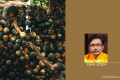 রইদ: মায়া রহস্য নান্দনিকতা