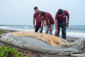 সৈকতে ভেসে এলো ৫৬ ফুট দৈর্ঘ্যের মৃত তিমি