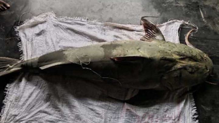 ব্রহ্মপুত্রে ধরা পড়ল ৫৫ কেজির বাঘাইড়