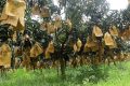 নওগাঁয় ফ্রুট ব্যাগের সংকট, বিপাকে আম চাষি