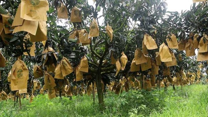 নওগাঁয় ফ্রুট ব্যাগের সংকট, বিপাকে আম চাষি