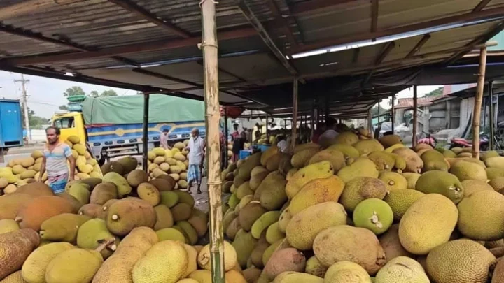 শ্রীপুরে কাঁঠাল ঘিরে শত কোটি টাকার অর্থনীতি