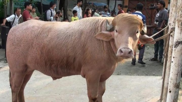 আলোচিত মহিষ ‘ডোনাল্ড ট্রাম্প’ সাভারে, রয়েছে কোয়ারেন্টাইনে