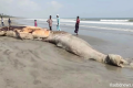 কুয়াকাটা সৈকতে ভেসে এলো বিশালাকৃতির মৃত তিমি