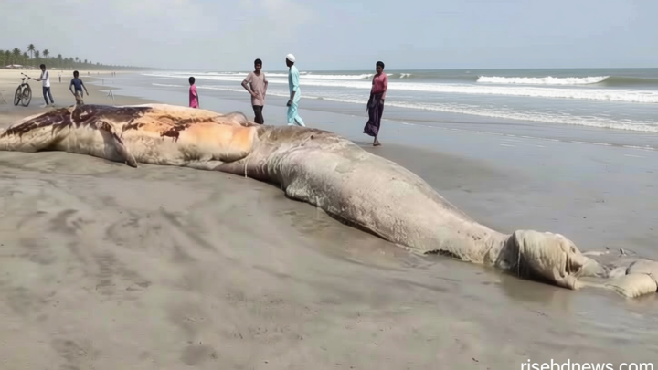 কুয়াকাটা সৈকতে ভেসে এলো বিশালাকৃতির মৃত তিমি