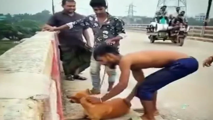 কুকুরের গলায় ইট বেঁধে নদীতে ফেলে দেওয়ায় যুবক আটক
