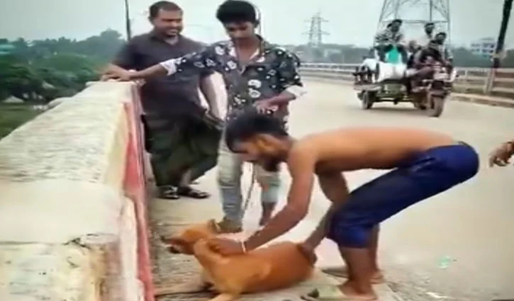 dog-2606251654