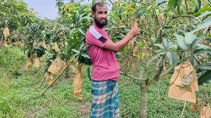 গাজীপুরে সাড়া ফেলেছে বিষমুক্ত ফলের বাগান ‘তওয়াক্কলনা’
