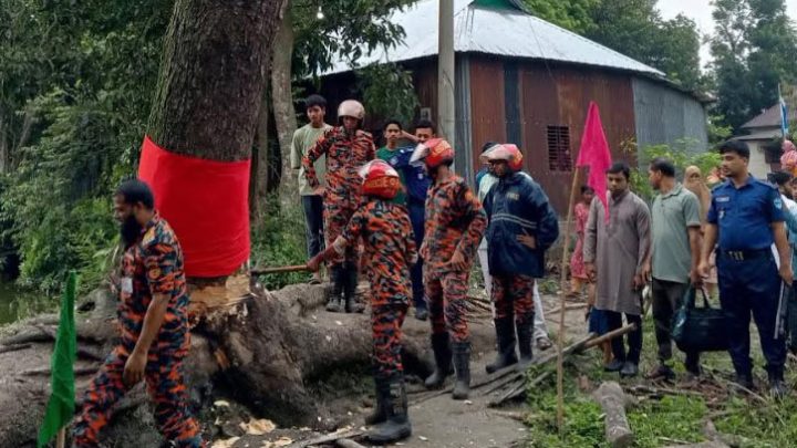 ঝড়ে পড়ে যাওয়ার পর ‌‌‘উঠে দাঁড়ানো’ সেই গাছ কেটে ফেলল প্রশাসন