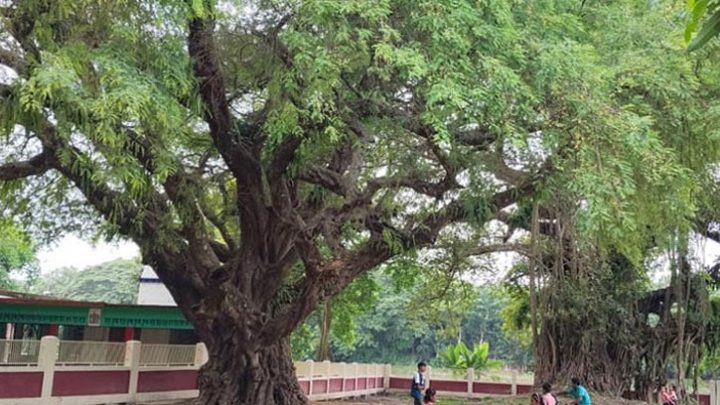 নড়াইলে এক দশকে কাটা পড়েছে অর্ধশতাধিক শতবর্ষী গাছ