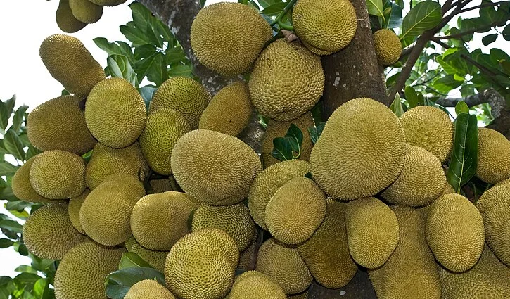 jackfrut-972026-2607091352