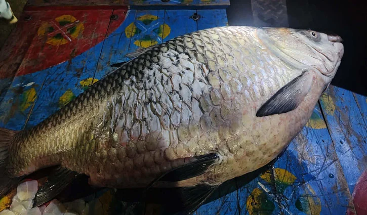 padma-river-fish-2607120234