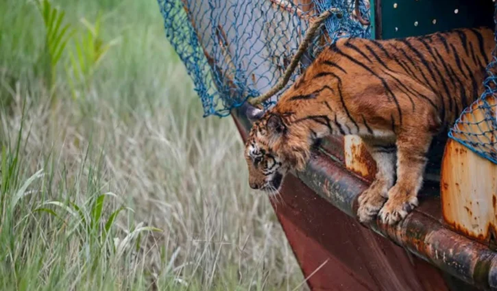 tiger-2607121415