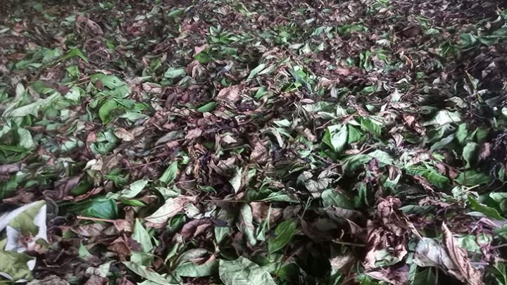 মৌলভীবাজারে লোডশেডিংয়ের বলি চা, উৎপাদনে বিপর্যয়