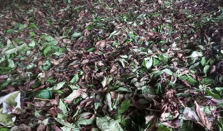 Tea-2608191356