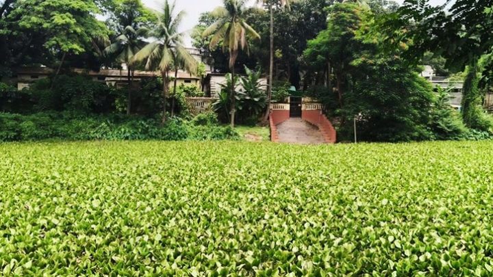 কচুরিপানায় ঢাকা পড়েছে ভাওয়াল রাজদিঘি