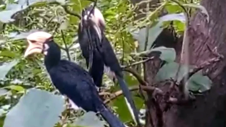 কাপ্তাই জাতীয় উদ্যানে দেখা মিলল বিরল ধনেশ পাখির